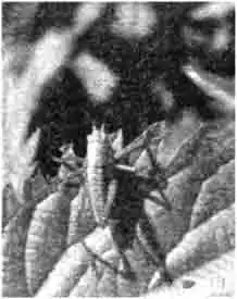 Личинка на второй линьке