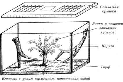 СХЕМА ИНСЕКТАРИЯ