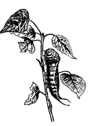 Инстинкт и нравы насекомых Инстинкт и нравы насекомых