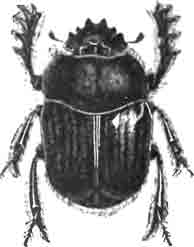 Священный скарабей, или священный навозник (Scarabaeus sacer L.)