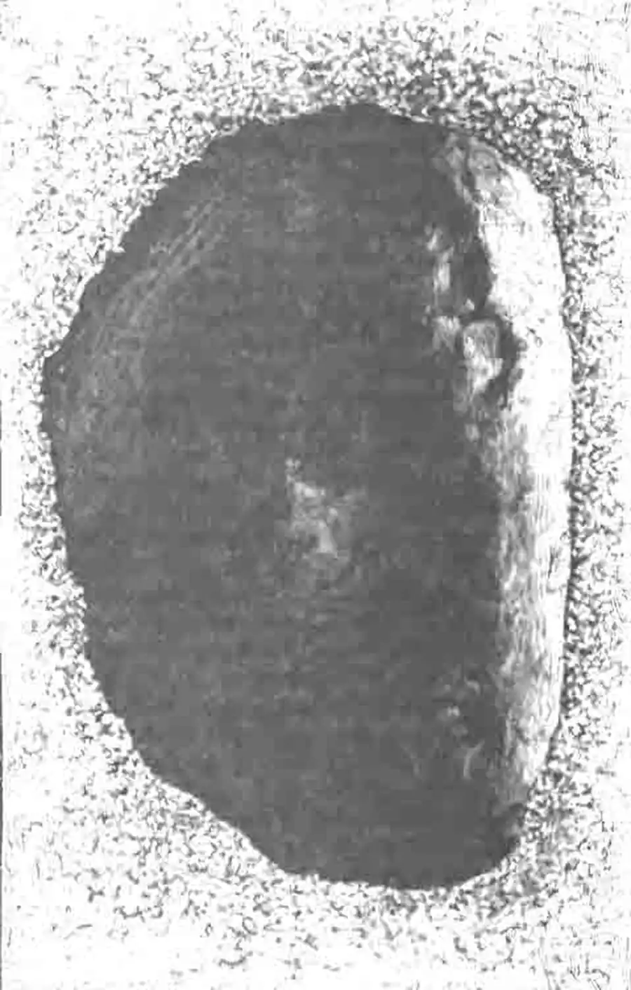 Норка и груша священного навозника Норка и груша священного навозника