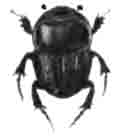 Онтофаг Шребера (Onthophagus schreberi L.). Увелич. (По Calwer)