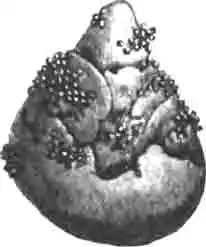 Груша священного навозника, поросшая грибками, потрескавшаяся и починенная личинкой Груша священного навозника, поросшая грибками, потрескавшаяся и починенная личинкой