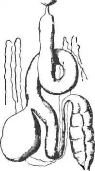 Пищеварительный канал личинки священного навозника Пищеварительный канал личинки священного навозника