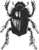 Широковыйный скарабей (S. laticollis L.). Широковыйный скарабей (S. laticollis L.).