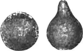Шар и сделанная из него груша широковыйного скарабея Шар и сделанная из него груша широковыйного скарабея