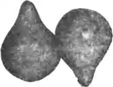 Пара слипшихся груш широковыйного скарабея Пара слипшихся груш широковыйного скарабея