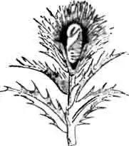 Кокон с куколкой ларина-медведя на колючнике Кокон с куколкой ларина-медведя на колючнике