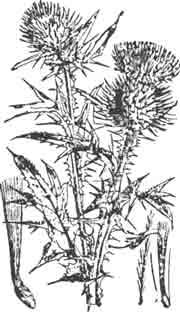 Будяк (Cirsium lanceolatum). (По Kaltenbach)