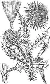 Чертополох (Carduus nutans). (По Kaltenbach) Чертополох (Carduus nutans). (По Kaltenbach)