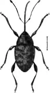 Баланин (Balaninus turbatus Gyll). Увелич. (По Oudemans) Баланин (Balaninus turbatus Gyll). Увелич. (По Oudemans)