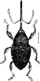 Плодожил, или баланин ореховый (В. nucum L.). Сильно увелич. (По Kiinckel) Плодожил, или баланин ореховый (В. nucum L.). Сильно увелич. (По Kiinckel)