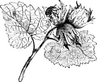 Жучок, пробующий сверлить орех. (По Kiinckel) Жучок, пробующий сверлить орех. (По Kiinckel)