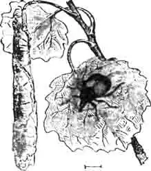 Трубковерт тополевый (Rhynomacer populi L.) и его сигара. Слабо увелич. (По Kiinckel) Трубковерт тополевый (Rhynomacer populi L.) и его сигара. Слабо увелич. (По Kiinckel)