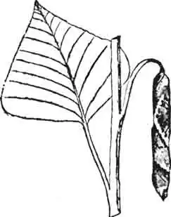 Трубочка тополевого трубковерта Трубочка тополевого трубковерта