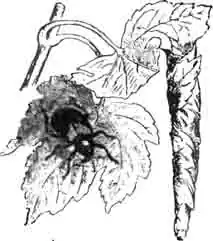 Виноградный трубковерт (Rhynomacer betuleti Fb.) и его сигара. Слегка увелич. (По KuckI) Виноградный трубковерт (Rhynomacer betuleti Fb.) и его сигара. Слегка увелич. (По KuckI)