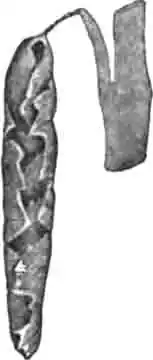 Трубка виноградного трубковерта Трубка виноградного трубковерта