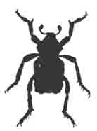 Брахицер (Brachycerus undatus Fb.). Увелич. (По. Calwer)