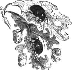 Аподер орешниковый (Apoderus coryli L.)—внизу и аттелаб дубовый (Attelabus curculionoides L.)—вверху и его свертки. (по Kunckel)