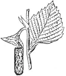 Сверток аподера на ольхе Сверток аподера на ольхе