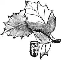 Сверток аттелаба на вечнозеленом дубе Сверток аттелаба на вечнозеленом дубе