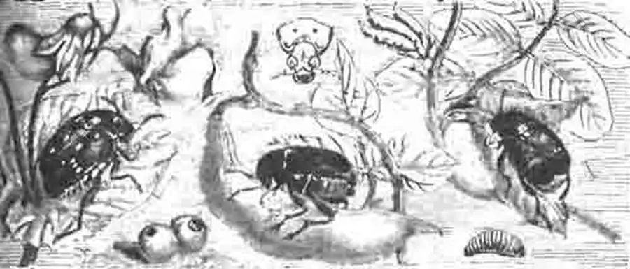 Разные виды зерновок: 1—Bruchus pisorum L.; 2—В. rufimanus Boh.; 3—В. atomaria L (granarius L.). Увеличено. (По Kunckel) Разные виды зерновок: 1—Bruchus pisorum L.; 2—В. rufimanus Boh.; 3—В. atomaria L (granarius L.). Увеличено. (По Kunckel)