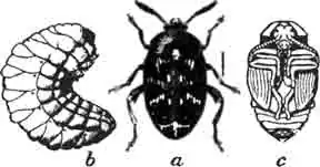 Гороховая зерновка (Bruchus pisorum L.): а-жук; b - взрослая личинка; с-куколка. Увелич. (По Chittenden) Гороховая зерновка (Bruchus pisorum L.): а-жук; b - взрослая личинка; с-куколка. Увелич. (По Chittenden)