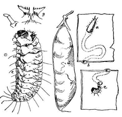 Первые ступени развитии гороховой зерновки (Bruchus pisorum L.)