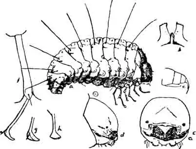 Первичная личинка фасольной зерновки: Первичная личинка фасольной зерновки: