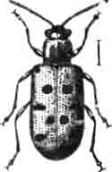Криоцер 12-точечный. (С. duodecimpunctata L.). Увелич. (По Oudemans)