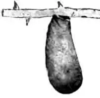 Кокон криптоцефала двухточечного. Увелич. Кокон криптоцефала двухточечного. Увелич.