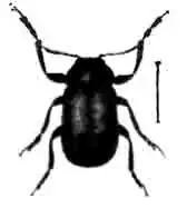 Клитра длинногая (Lachnaea longipes Fb.). Увелич. (По Calwer) Клитра длинногая (Lachnaea longipes Fb.). Увелич. (По Calwer)