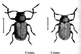 Клитра пилоусая. (Labidostomis taxicornis Fb.). Увелич. Клитра пилоусая. (Labidostomis taxicornis Fb.). Увелич.