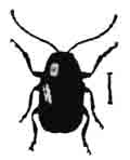 Криптоцефал двухточечный (Cryptocephalus bipunctatus L.). Увелич. (По Calwer)