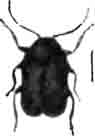 Криптоцефал шелковистый (Cryptocephalus scriceus L.). (По Calwer)