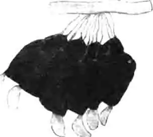 Яйца клитры пилоусой. Увелич. Яйца клитры пилоусой. Увелич.