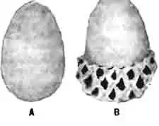 Яйцо криптоисфала двухточечного: А яйцо без кокона; В яйцо в неполном коконе. Увелич. Яйцо криптоисфала двухточечного: А яйцо без кокона; В яйцо в неполном коконе. Увелич.