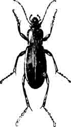 Окаймленная жужелица (Carabus pur purascens Fb.). (По Kunckel)