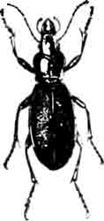 Жужелица Прокруст (Procrustes coriaceus L.). (По Kunckel)