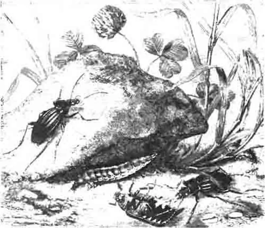 Жужелицы золотистые, из которых одна поедает майского жука; здесь же их две личинки. (По Blanchard) Жужелицы золотистые, из которых одна поедает майского жука; здесь же их две личинки. (По Blanchard)