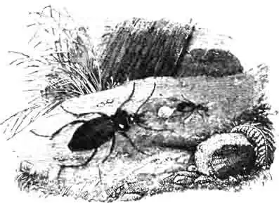 Бомбардир, преследуемый жужелицей. По Kunckel) Бомбардир, преследуемый жужелицей. По Kunckel)