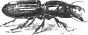 Скарит большой (Scarites gigas Fbr.)