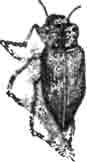 Черная златка (Capnodis tenebrionis L.)