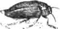Златка блестящая (Buprestis rutilans Fbr.)