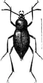 Медляк (Blaps similis Latr.). Увелич. (По Oudemans) Медляк (Blaps similis Latr.). Увелич. (По Oudemans)