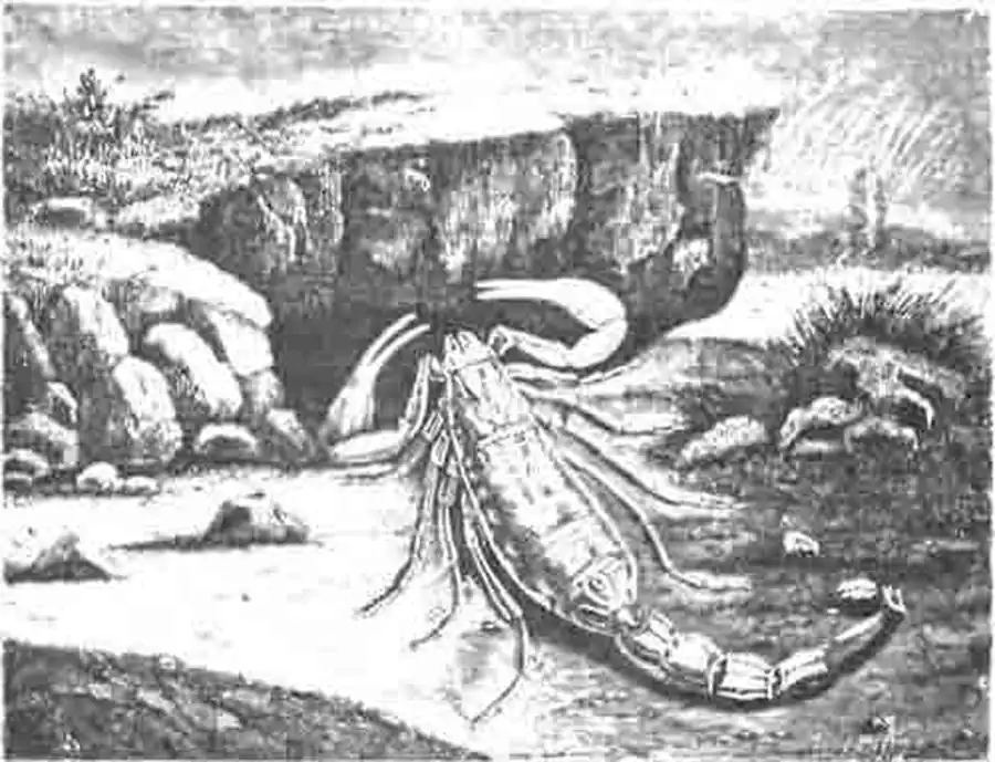 Скорпион (Scorpio occitanus). (По Blanchard) Скорпион (Scorpio occitanus). (По Blanchard)