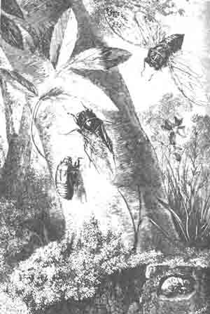 Обыкновенная цикада (Cicada plebeja Scop.) и ее нимфы на стволе и в земле. (По Blanchard).