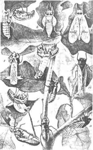 Превращения американской семнадцатилетней цикады (Cicada septendecim L.). Объяснение в тексте. (По Marlatt)