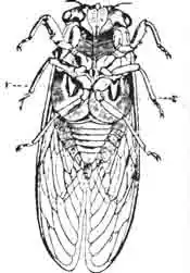 Самец обыкновенной цикады снизу, чтобы показать хоботок, ножки и покрышки музыкального прибора—V. Самец обыкновенной цикады снизу, чтобы показать хоботок, ножки и покрышки музыкального прибора—V.