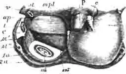 Голосовой прибор цикады: Голосовой прибор цикады: